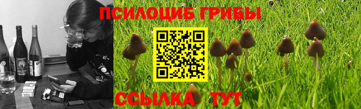 Богородицк  Псилоцибиновые грибы Psilocybine cubensis  Вход с VPN  Псилоцибиновые грибы мицелий 